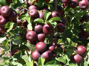 anticipating these next autumn!