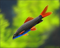 rainbow shark