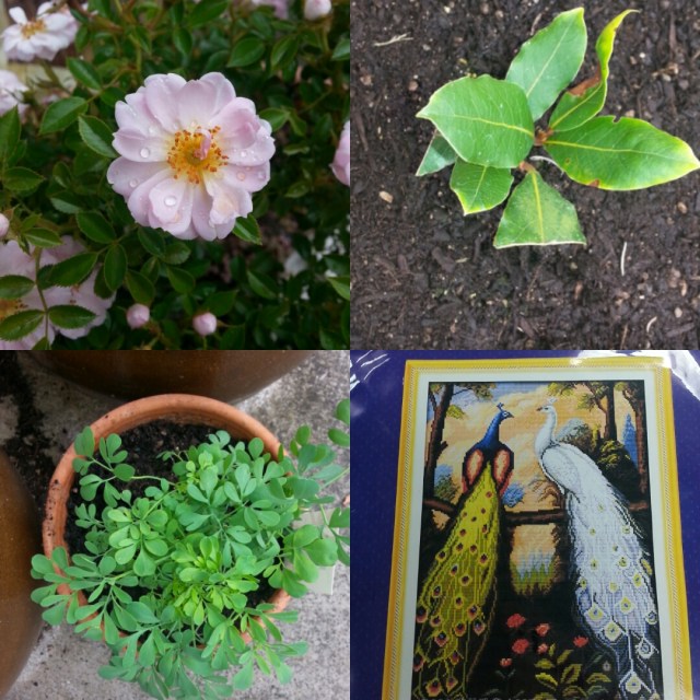 IMG_20151216_162230.jpg image